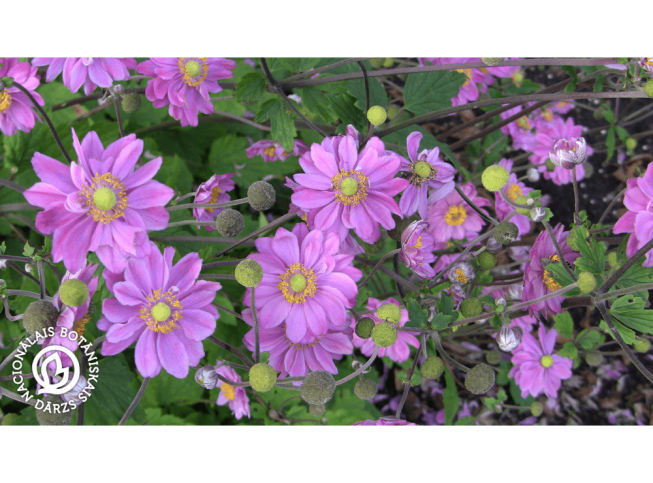 Anemone hupehensis var. japonica   'Pamina'